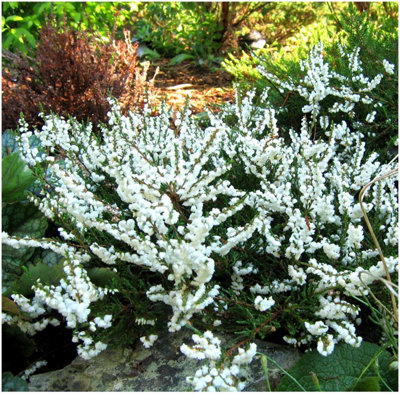B&Q -  Scottish Heather Calluna Vulgaris 'kinlochruel' Evergreen Garden Shrub (9Cm Pot)