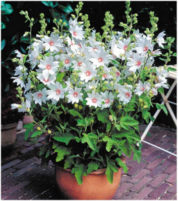 GrowOn Shrubs Dwarf Lavatera X Clementii Barnsley Baby Tree Mallow Deciduous Garden Shrub (9Cm Pot) from B&Q