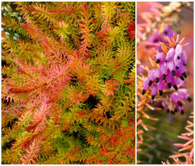 B&Q -  Heather Erica X Darleyensis 'tweety' Evergreen Garden Shrub (9Cm Pot)
