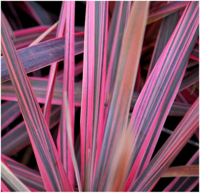 GrowOn Shrubs Cordyline 'southern Splendour' Palm Tree Evergreen Garden Plant (9Cm Pot) from B&Q