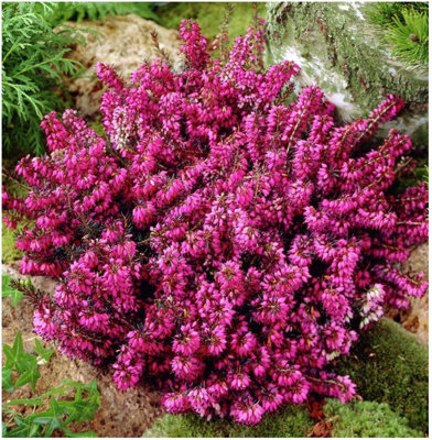 B&Q -  Heather Erica Carnea 'lohse's Ruby' Evergreen Garden Shrub (9Cm Pot)