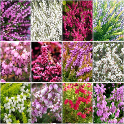 B&Q -  (X12) All Seasons Heather Plant Collection Evergreen Garden Shrubs (9Cm Pots)