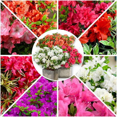 GrowOn Shrubs (X8) Dwarf Japanese Azalea Collection Deciduous Garden Shrubs (9Cm Pots) from B&Q