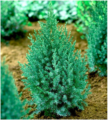 GrowOn Shrubs Dwarf Conifer Juniperus Chinensis 'pyramidalis' (Stricta) Evergreen Garden Shrub (2 Litre Pot) from B&Q