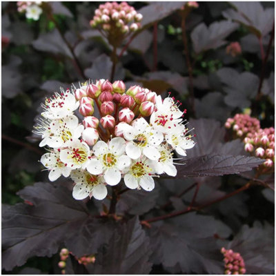 GrowOn Shrubs (X3) Ninebark Physocarpus Opulifolius 'midnight' Deciduous Garden Shrubs (9Cm Pots) from B&Q