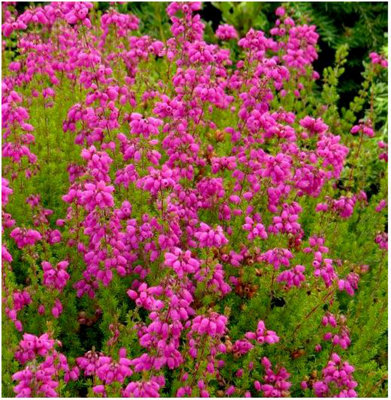 B&Q -  Bell Heather Erica Cinerea 'summer Gold' Evergreen Garden Shrub (9Cm Pot)