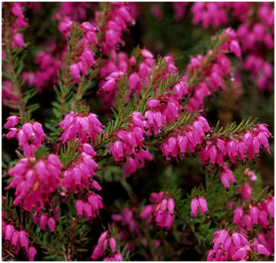 B&Q -  (X4) Heather Erica Carnea 'porters Red' Evergreen Garden Shrubs (9Cm Pots)