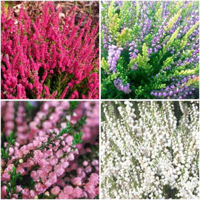 B&Q -  (X4) Scottish Heather Calluna Collection Evergreen Garden Shrubs (9Cm Pots)