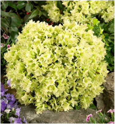 GrowOn Shrubs Dwarf Rhododendron Japonica 'shamrock' Evergreen Garden Shrub (2 Litre Pot) from B&Q