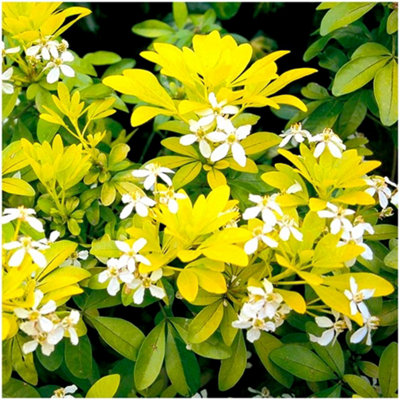 GrowOn Shrubs Choisya Mexican Orange 'sundance' Evergreen Garden Shrub (9Cm Pot) from B&Q
