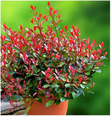 B&Q -  Photinia X Fraseri 'little Red Robin' Evergreen Garden Shrub (9Cm Pot)