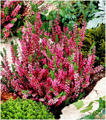 B&Q -  (X4) Scottish Heather Calluna Vulgaris 'allegro' Evergreen Garden Shrubs (9Cm Pots)
