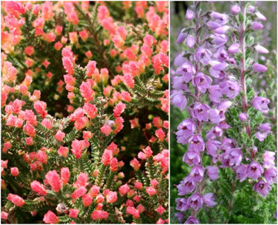 B&Q -  Scottish Heather Calluna Vulgaris 'kerstin' Evergreen Garden Shrub (9Cm Pot)