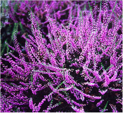 B&Q -  Scottish Heather Calluna Vulgaris 'tib' Evergreen Garden Shrub (9Cm Pot)