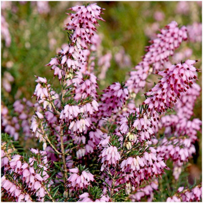B&Q -  Heather Erica Carnea 'pink Sprangles' Evergreen Garden Shrub (9Cm Pot)