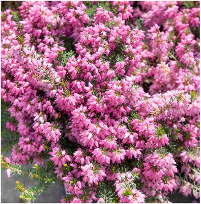 B&Q -  Heather Erica Carnea 'rosalie' Evergreen Garden Shrub (9Cm Pot)