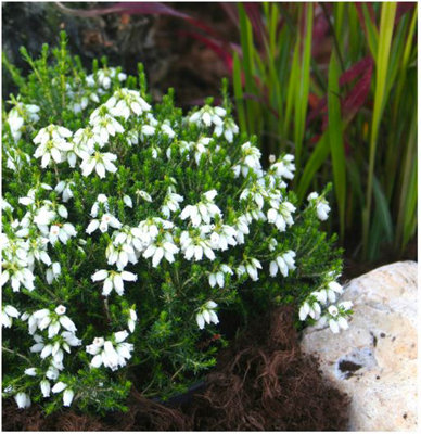 B&Q -  Bell Heather Erica Cinerea 'alba Minor' Evergreen Garden Shrub (9Cm Pot)