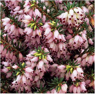 B&Q -  (X4) Heather Erica X Darleyensis 'jenny Porter' Evergreen Garden Shrubs (9Cm Pots)