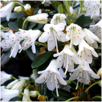GrowOn Shrubs Dwarf Rhododendron Japonica 'egret' Evergreen Garden Shrub (2 Litre Pot) from B&Q