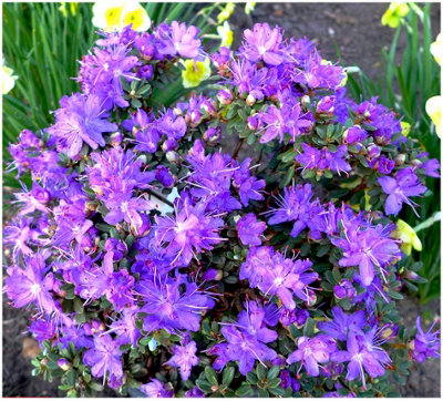GrowOn Shrubs Dwarf Rhododendron Japonica 'fastigiatum' Evergreen Garden Shrub (2 Litre Pot) from B&Q