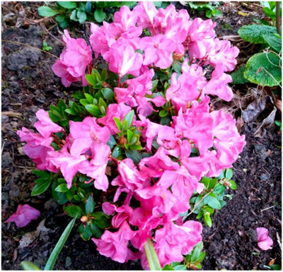 GrowOn Shrubs Dwarf Rhododendron Japonica 'oban' Evergreen Garden Shrub (2 Litre Pot) from B&Q