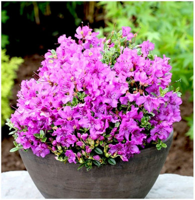 GrowOn Shrubs Dwarf Rhododendron Japonica 'radicans' Evergreen Garden Shrub (2 Litre Pot) from B&Q