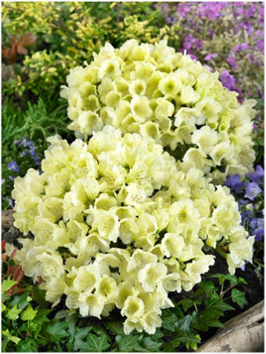 GrowOn Shrubs Dwarf Rhododendron Japonica 'wren' Evergreen Garden Shrub (2 Litre Pot) from B&Q
