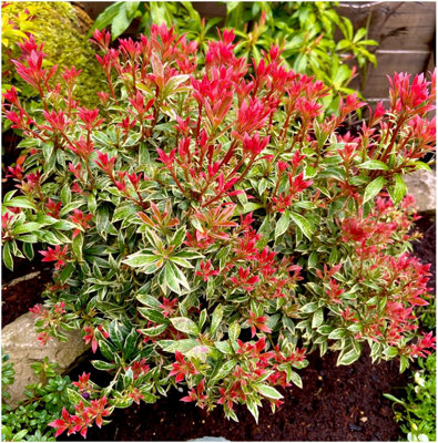 GrowOn Shrubs (X2) Pieris 'little Heath' Evergreen Garden Shrubs (9Cm Pots) from B&Q