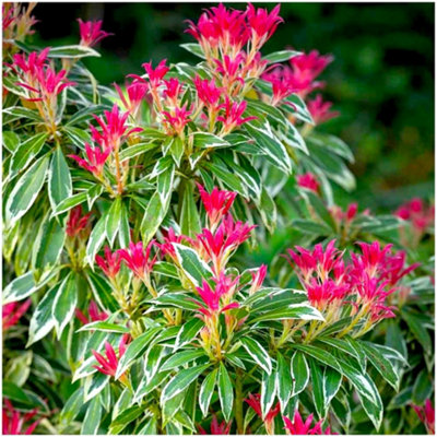 GrowOn Shrubs (X2) Pieris Japonica 'flaming Silver' Evergreen Garden Shrubs (9Cm Pots) from B&Q