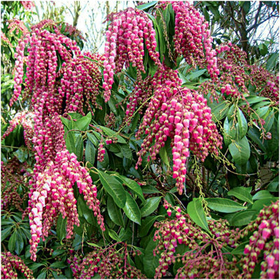 GrowOn Shrubs Pieris 'valley Vallentine' Evergreen Garden Shrub (9Cm Pot) from B&Q