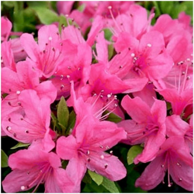 GrowOn Shrubs Dwarf Japanese Azalea Japonica 'geisha Pink' Evergreen Garden Shrub (9Cm Pot) from B&Q
