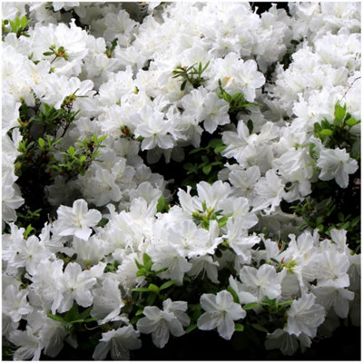 B&Q -  (X2) Dwarf Japanese Azalea Japonica 'diamant White' Deciduous Garden Shrubs (9Cm Pots)