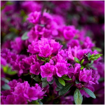 GrowOn Shrubs Dwarf Japanese Azalea Japonica 'diamant Purple' Deciduous Garden Shrub (2 Litre Pot) from B&Q
