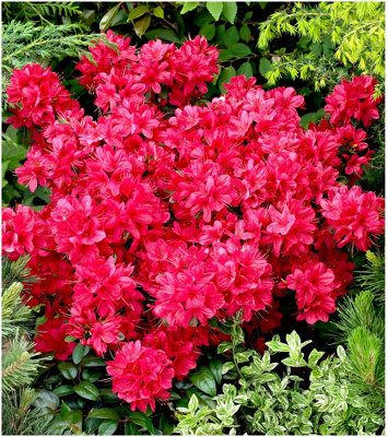 GrowOn Shrubs Dwarf Japanese Azalea 'maruschka' Deciduous Garden Shrub (9Cm Pot) from B&Q