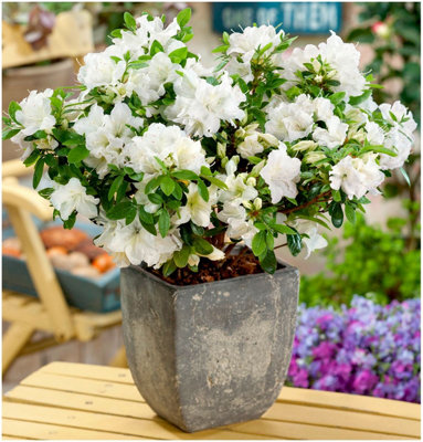 GrowOn Shrubs Dwarf Japanese Azalea Japonica 'pleasant White' Deciduous Garden Shrub (9Cm Pot) from B&Q