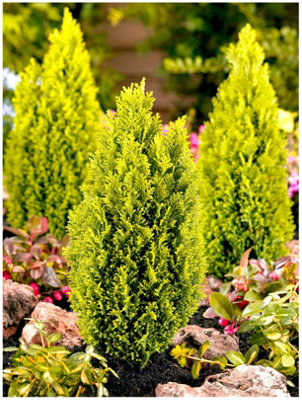 GrowOn Shrubs Dwarf Conifer Chamaecyparis Lawsoniana 'ellwoods Gold' Evergreen Garden Shrub (2 Litre Pot) from B&Q