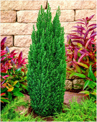 GrowOn Shrubs Dwarf Conifer Chamaecyparis Lawsoniana 'ellwoods Pillar' Evergreen Garden Shrub (2 Litre Pot) from B&Q