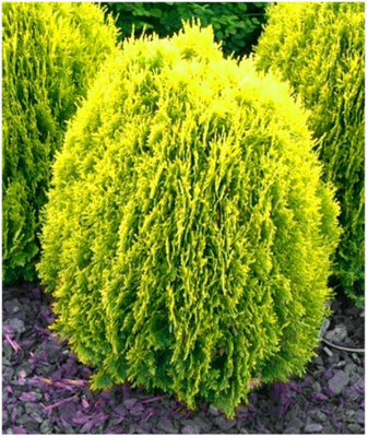 GrowOn Shrubs Dwarf Conifer Chamaecyparis Lawsoniana 'golden Pot' Evergreen Garden Shrub (9Cm Pot) from B&Q