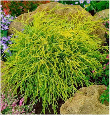 GrowOn Shrubs Dwarf Conifer Chamaecyparis Pisifera 'filifera Sungold' Evergreen Garden Shrub (2 Litre Pot) from B&Q