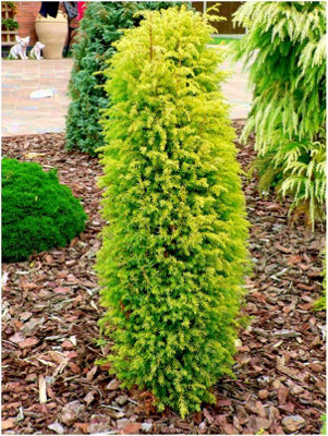 GrowOn Shrubs Dwarf Conifer Juniperus Communis 'gold Cone' (Suecica Auera) Evergreen Garden Shrub (9Cm Pot) from B&Q