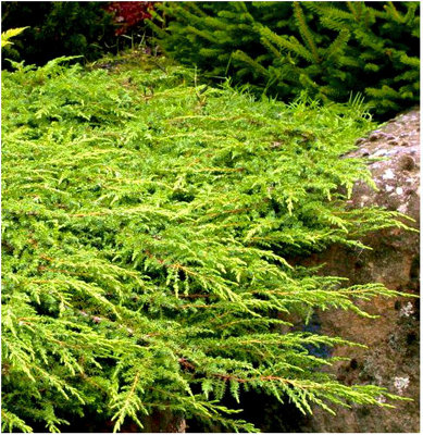 GrowOn Shrubs Dwarf Conifer Juniperus Communis 'green Carpet' Evergreen Garden Shrub (2 Litre Pot) from B&Q