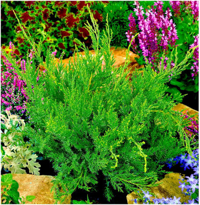 GrowOn Shrubs Dwarf Conifer Juniperus X Media 'mint Julep' Evergreen Garden Shrub (2 Litre Pot) from B&Q