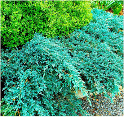 GrowOn Shrubs Dwarf Conifer Juniperus Squamata 'blue Carpet' Evergreen Garden Shrub (2 Litre Pot) from B&Q