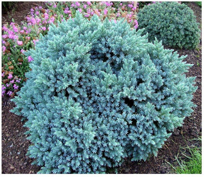 GrowOn Shrubs Dwarf Conifer Juniperus Squamata 'blue Star' Evergreen Garden Shrub (2 Litre Pot) from B&Q
