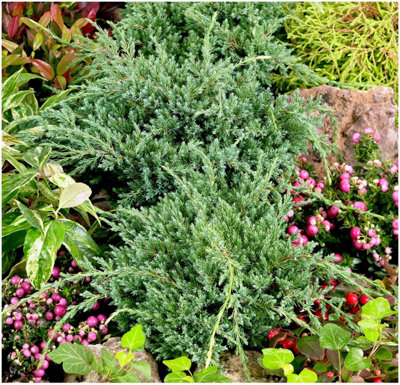 GrowOn Shrubs Dwarf Conifer Juniperus Squamata 'holger' Evergreen Garden Shrub (2 Litre Pot) from B&Q