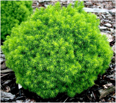 GrowOn Shrubs Dwarf Conifer Picea Glauca 'alberta Globe' Evergreen Garden Shrub (2 Litre Pot) from B&Q
