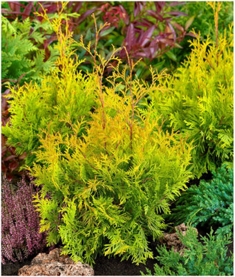 GrowOn Shrubs Dwarf Conifer Thuja Occidentalis 'sunkist' Evergreen Garden Shrub (2 Litre Pot) from B&Q