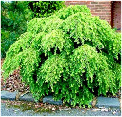 GrowOn Shrubs Dwarf Conifer Tsuga Canadensis 'fantana' Evergreen Garden Shrub (2 Litre Pot) from B&Q