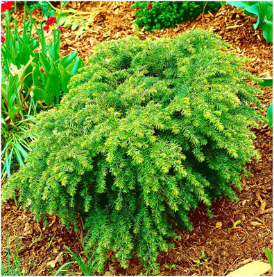 GrowOn Shrubs Dwarf Conifer Tsuga Canadensis 'jeddeloh' Evergreen Garden Shrub (2 Litre Pot) from B&Q