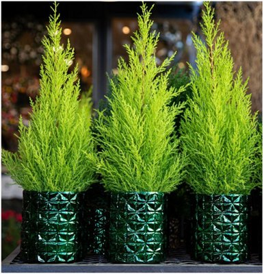 Growon Shrubs Dwarf Conifer Cupressus Macrocarpe 'Wilma' Goldcrest Lemon Cypress Evergreen Garden Shrub (9Cm Pot) B&Q